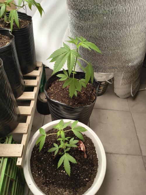 Purple Candy & Auto Mimosa - University. Week 7 - Purple Candy / 24 march