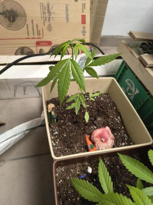 Purple Candy & Auto Mimosa - University. Week 7 - Purple Candy / 24 march