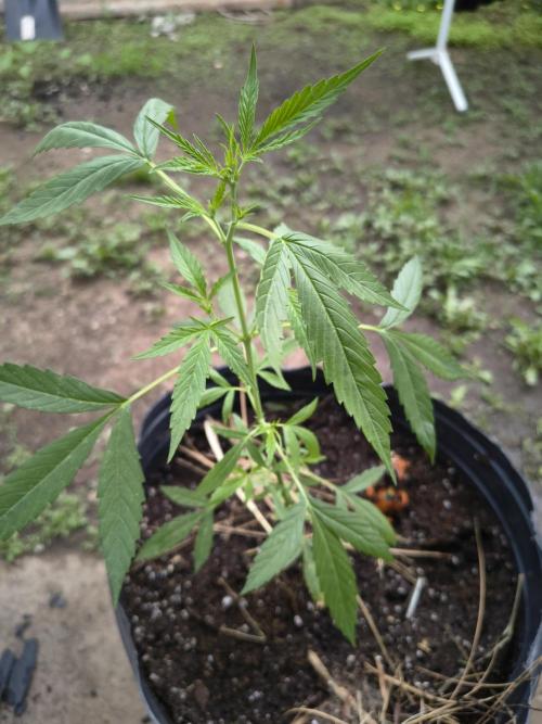 Purple Candy & Auto Mimosa - University. Week 8 - Auto Mimosa / 29 March