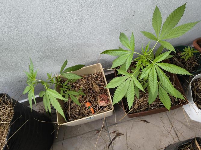Purple Candy & Auto Mimosa - University. Week 8 - Purple candy  / 29 March