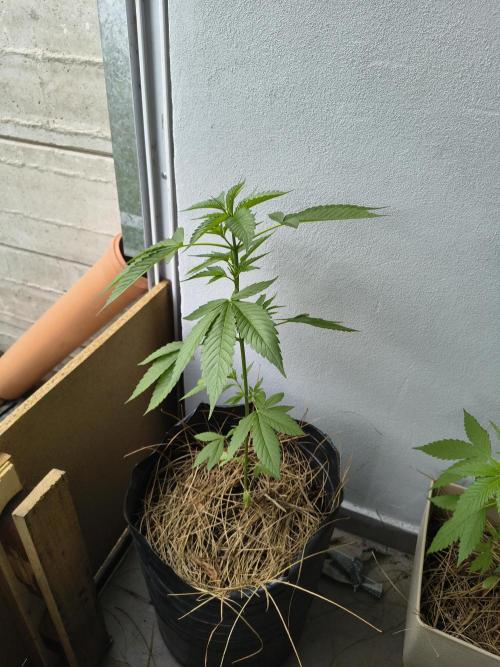 Purple Candy & Auto Mimosa - University. Week 8 - Purple candy  / 29 March