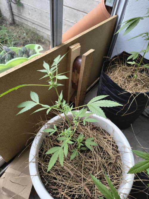 Purple Candy & Auto Mimosa - University. Week 8 - Purple candy that Start flowering