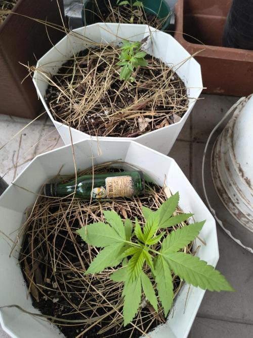 Purple Candy & Auto Mimosa - University. Week 8 - Purple candy 