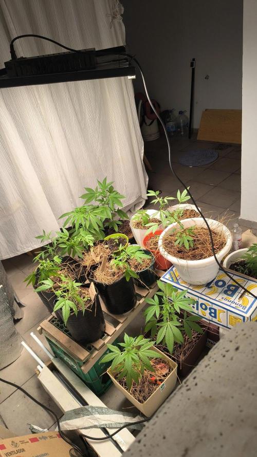 Purple Candy & Auto Mimosa - University. Week 8 - I usually try to complete with 4hours with a 250w (santa planta) 