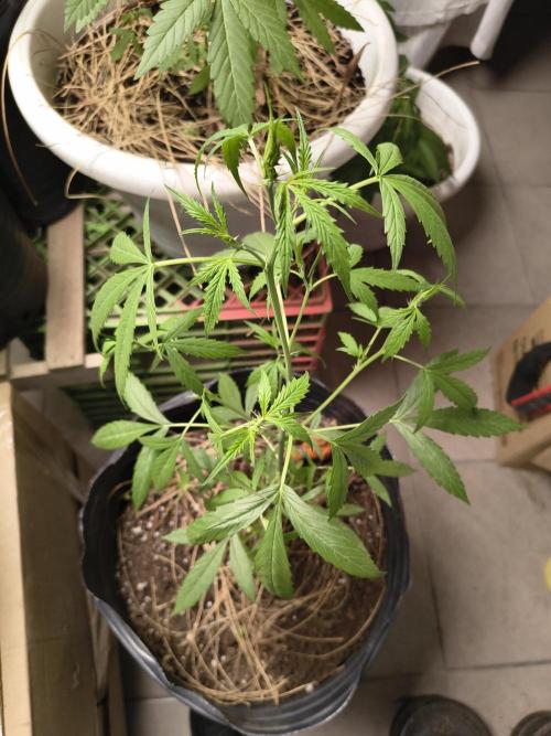 Purple Candy & Auto Mimosa - University. Week 9 - Auto Mimosa / 4 april