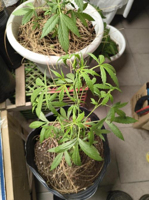 Purple Candy & Auto Mimosa - University. Week 9 - Auto Mimosa / 4 april