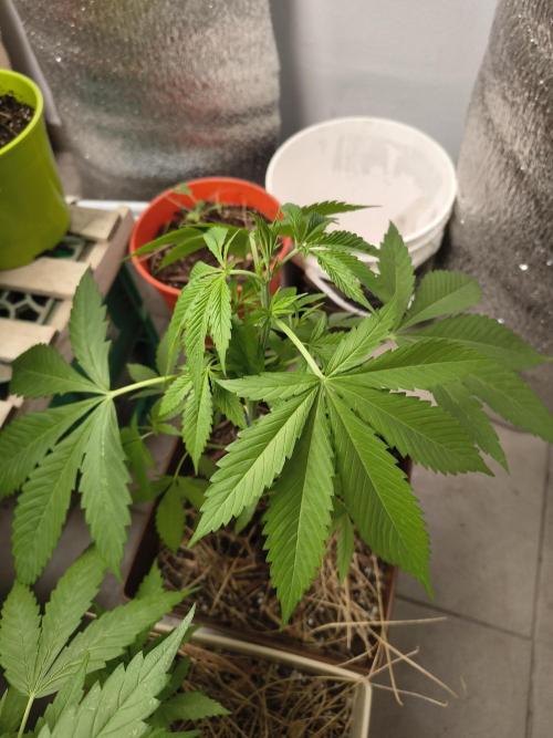 Purple Candy & Auto Mimosa - University. Week 9 - Purple candy / 4 april