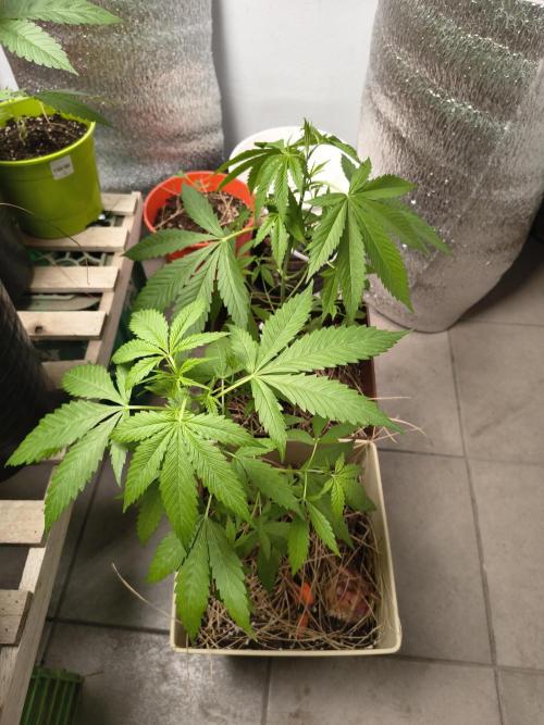 Purple Candy & Auto Mimosa - University. Week 9 - Purple candy 