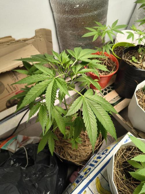 Purple Candy & Auto Mimosa - University. Week 9 - Purple candy / 4 april