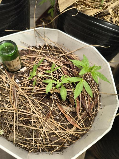 Purple Candy & Auto Mimosa - University. Week 9 - Purple candy / 4 april