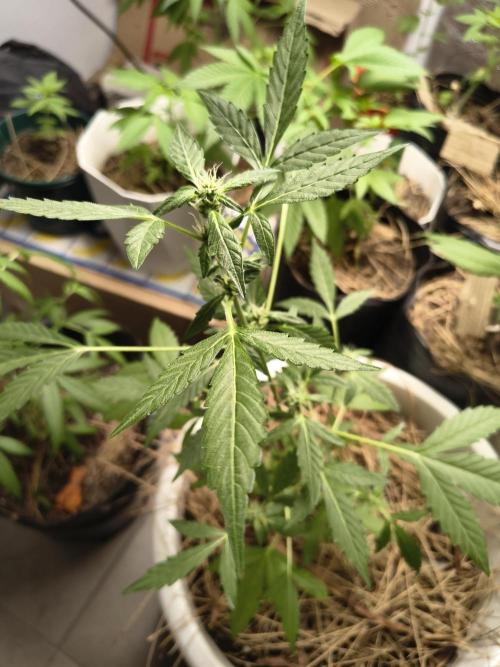Purple Candy & Auto Mimosa - University. Week 9 - Purple candy / 4 april