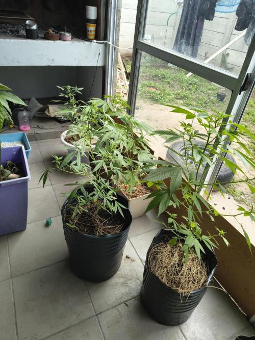 Purple Candy & Auto Mimosa - University. Week 10 - They are really Nice these days