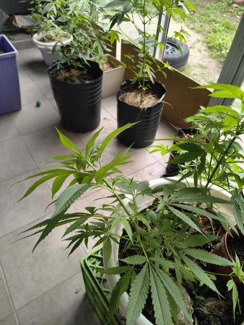 Purple Candy & Auto Mimosa - University. Week 10