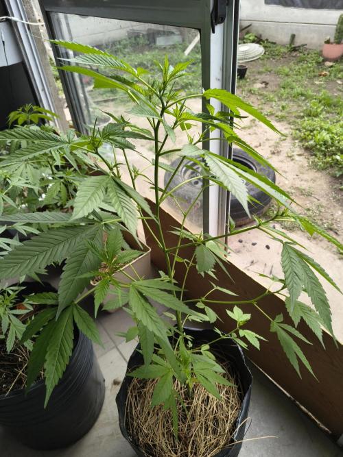 Purple Candy & Auto Mimosa - University. Week 10 - Purple candy / 11 April