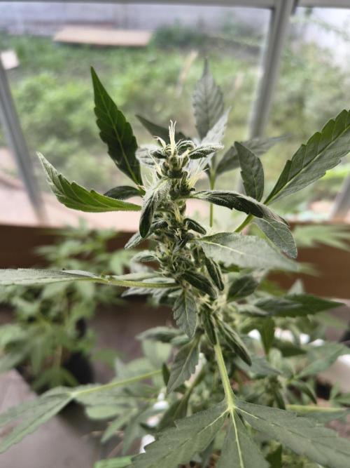 Purple Candy & Auto Mimosa - University. Week 11 - Purple Candy early flowering 