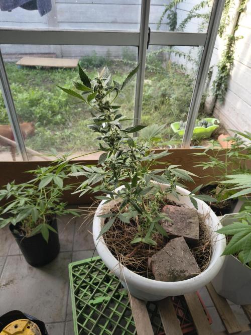 Purple Candy & Auto Mimosa - University. Week 11 - Purple candy with 2 weeks of flowering or maybe 3 weeks.