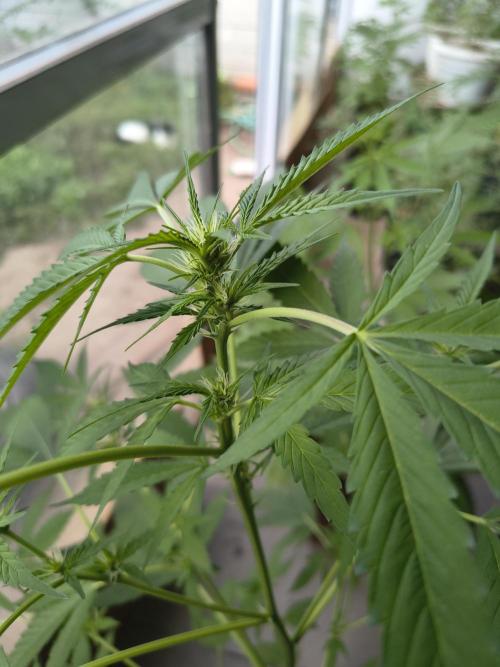 Purple Candy & Auto Mimosa - University. Week 11 - Auto Mimosa / starting blooming