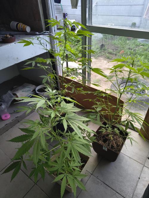 Purple Candy & Auto Mimosa - University. Week 11 - Purple candy