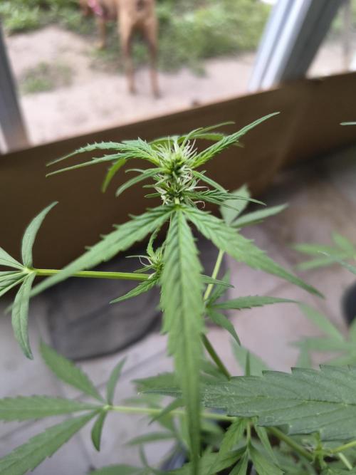 Purple Candy & Auto Mimosa - University. Week 11 - Auto Mimosa 