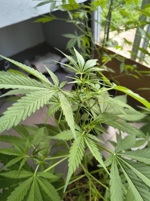 Purple Candy & Auto Mimosa - University. Week 11 - Purple candy