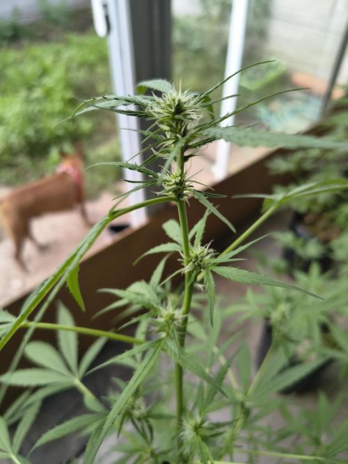 Purple Candy & Auto Mimosa - University. Week 11 - Auto Mimosa / 1 week