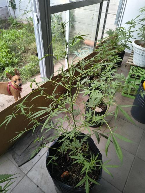 Purple Candy & Auto Mimosa - University. Week 11 - Auto Mimosa / first week of bloom
