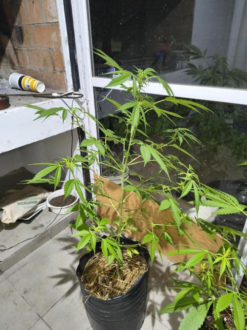 Purple Candy & Auto Mimosa - University. Week 11 - Purple Candy with first week of flowering 
