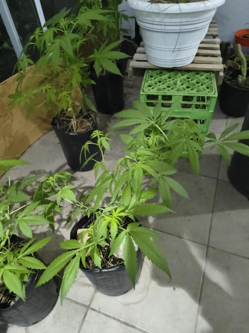 Cherry OG - University. Week 11 - I think they may Start blooming in some weeks 