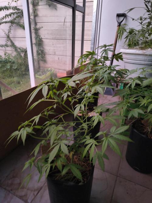 Cherry OG - University. Week 11 - LST wild 