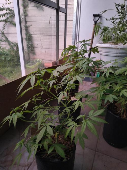 Cherry OG - University. Week 11 - Nice plants
