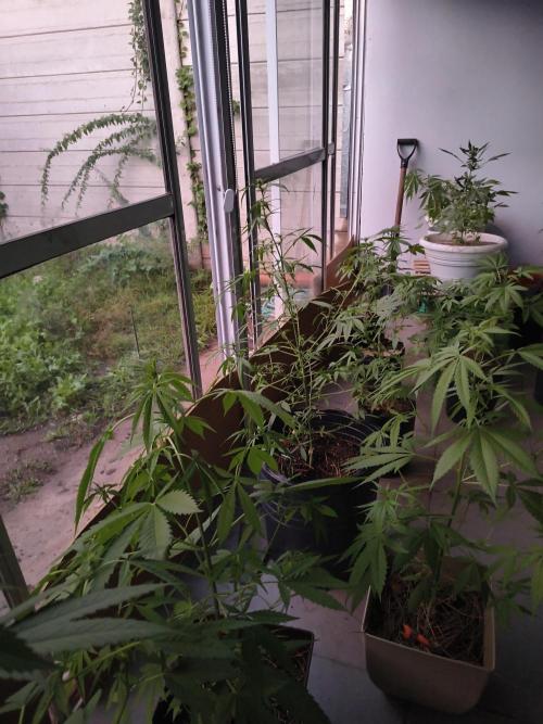 Cherry OG - University. Week 11