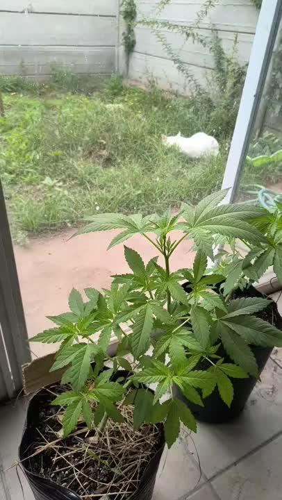 Cherry OG - University