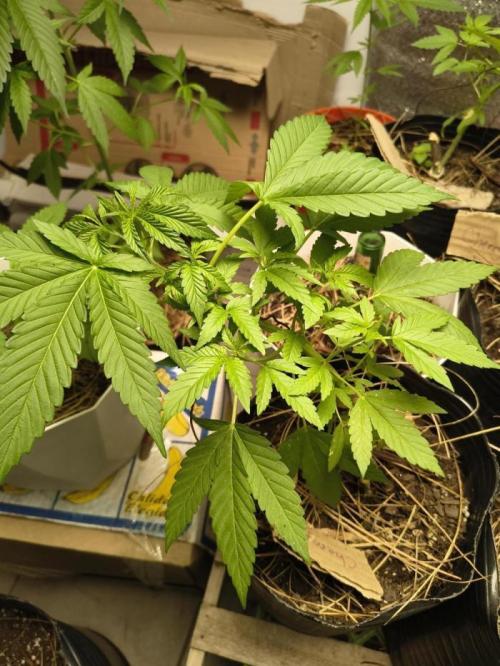 Cherry OG - University. Week 9