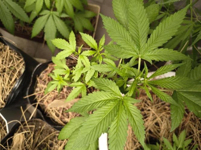 Cherry OG - University. Week 9