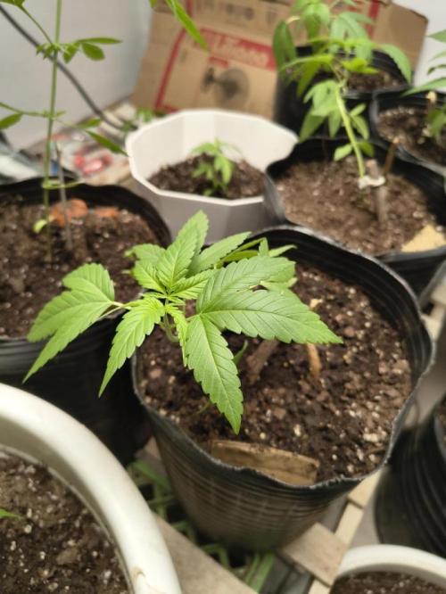 Cherry OG - University. Week 7 - Starting week 7 / March 22