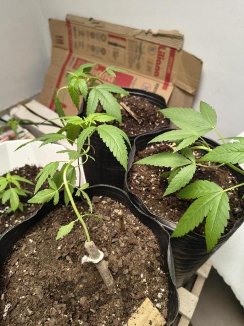 Cherry OG - University. Week 7 - Starting week 7 / March 22