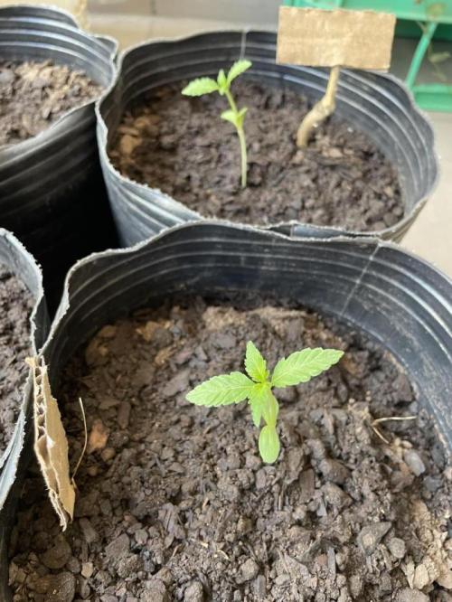 Cherry OG - University. Week 3