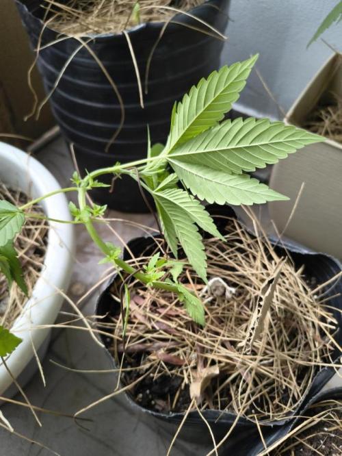 Cherry OG - University. Week 6