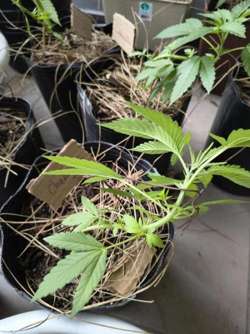 Cherry OG - University. Week 6