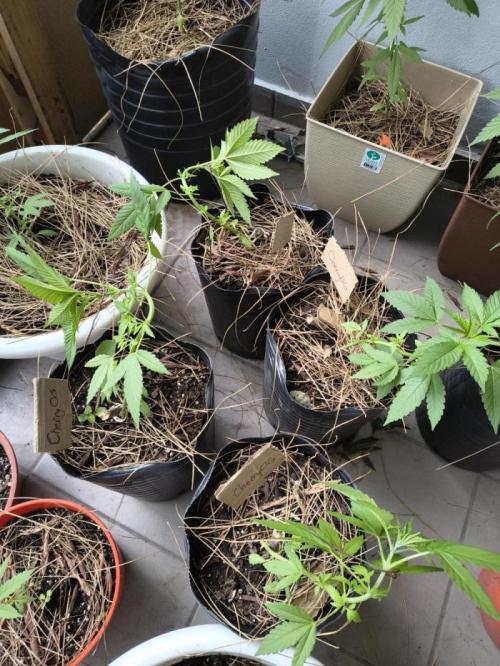 Cherry OG - University. Week 6