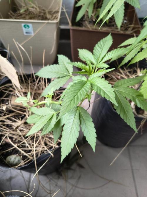 Cherry OG - University. Week 6
