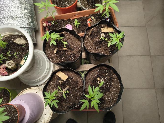 Cherry OG - University. Week 5 - LST preparing this plants to branch