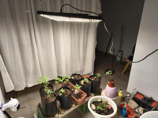 Cherry OG - University. Week 5 - I try to add some lights to complete 16/18 hours of light
