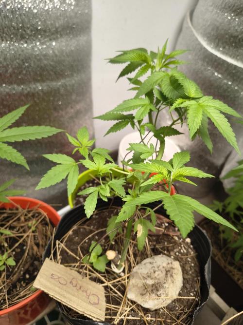 Cherry OG - University. Week 8 - nice Green color