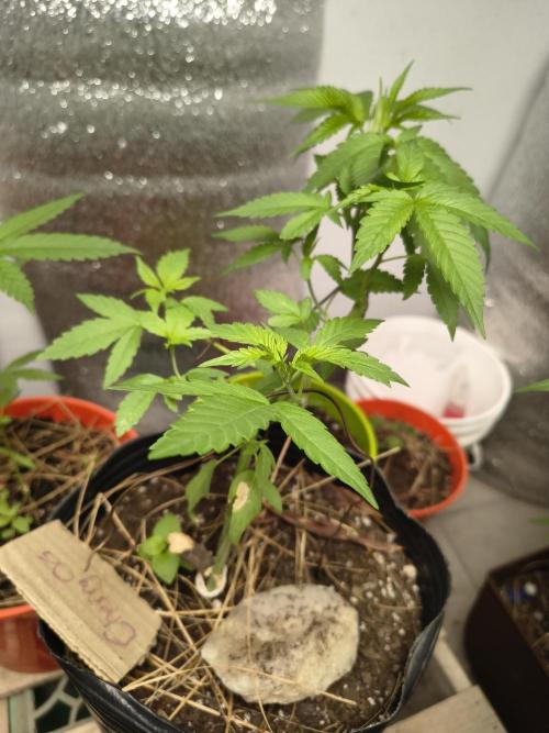 Cherry OG - University. Week 8