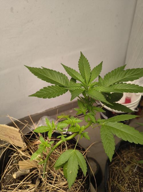 Cherry OG - University. Week 7