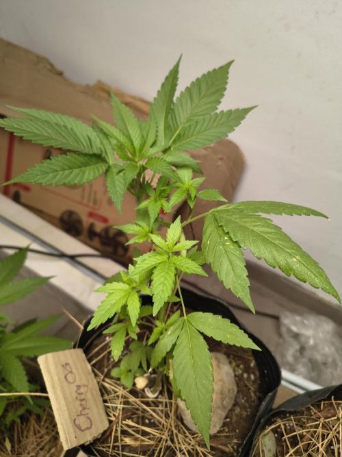 Cherry OG - University. Week 7 - Finishing week / March 22