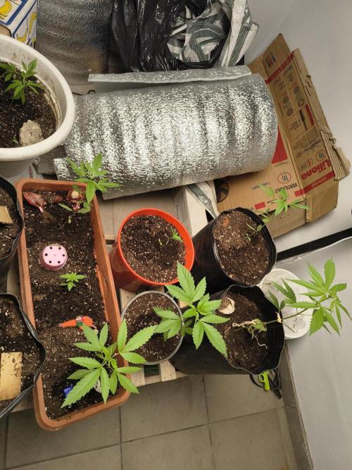 Purple Candy & Auto Mimosa - University. Week 5