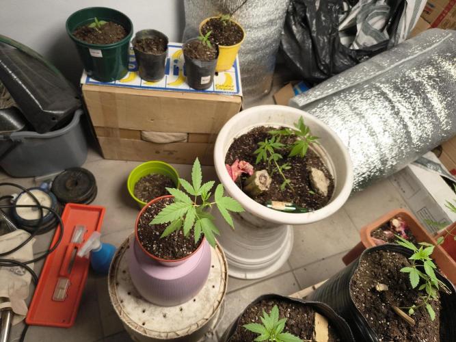 Purple Candy & Auto Mimosa - University. Week 5