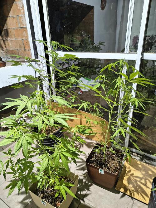 Purple Candy & Auto Mimosa - University. Week 11 - purple candu / April 21